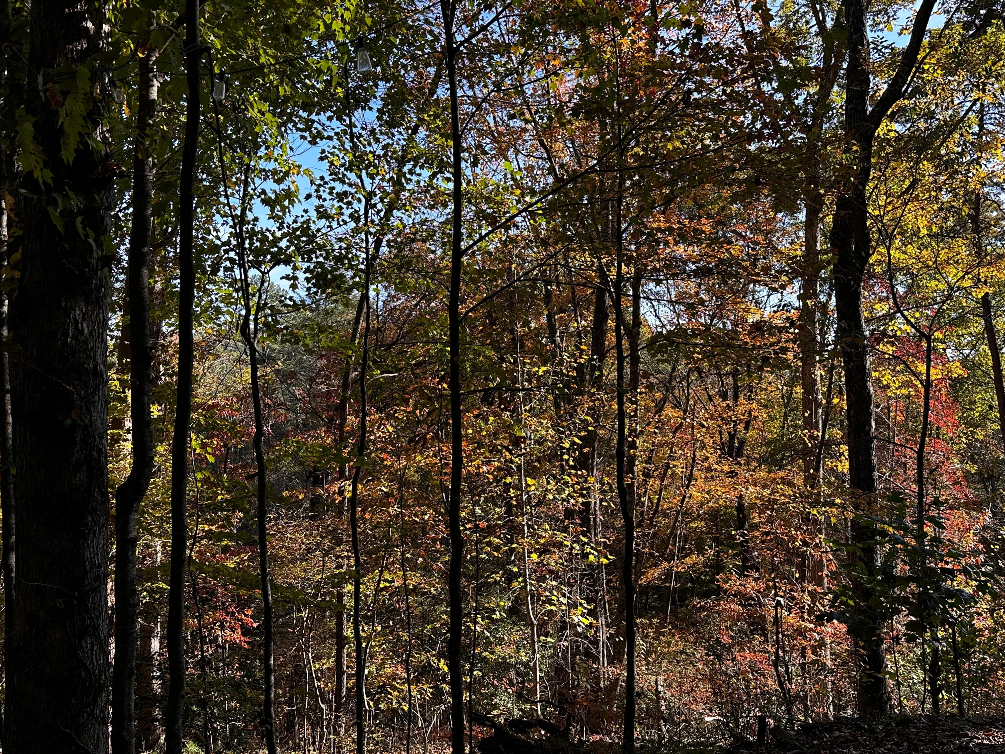 View while sitting at the fire pit. 