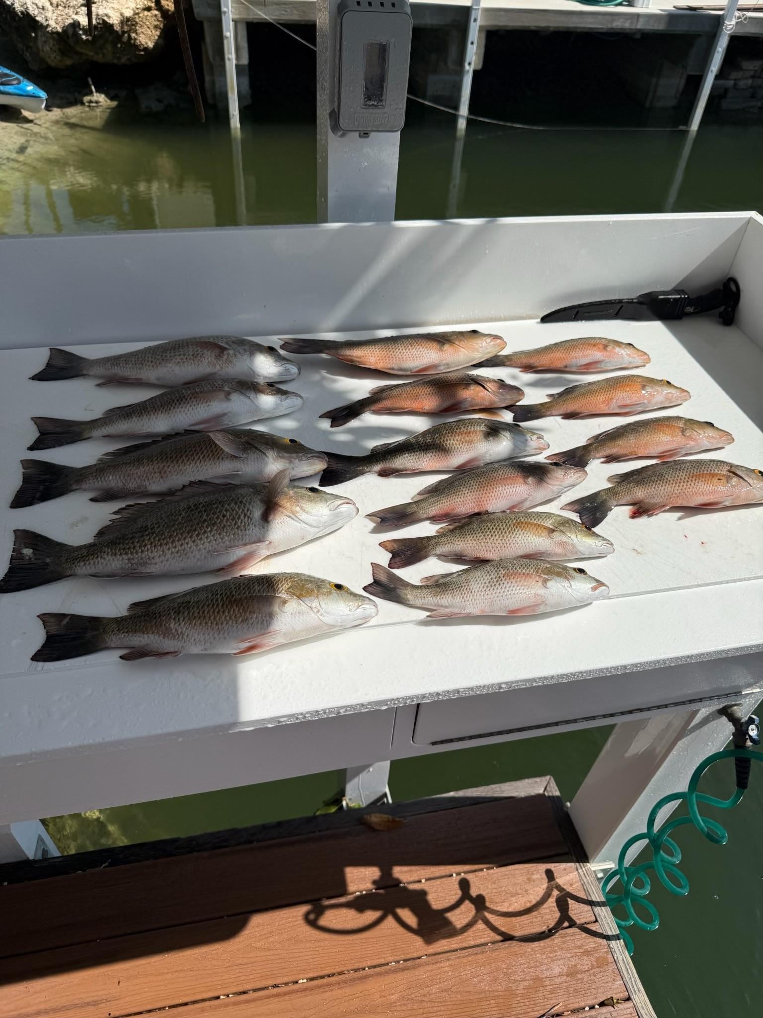 My kids caught all these snappers!