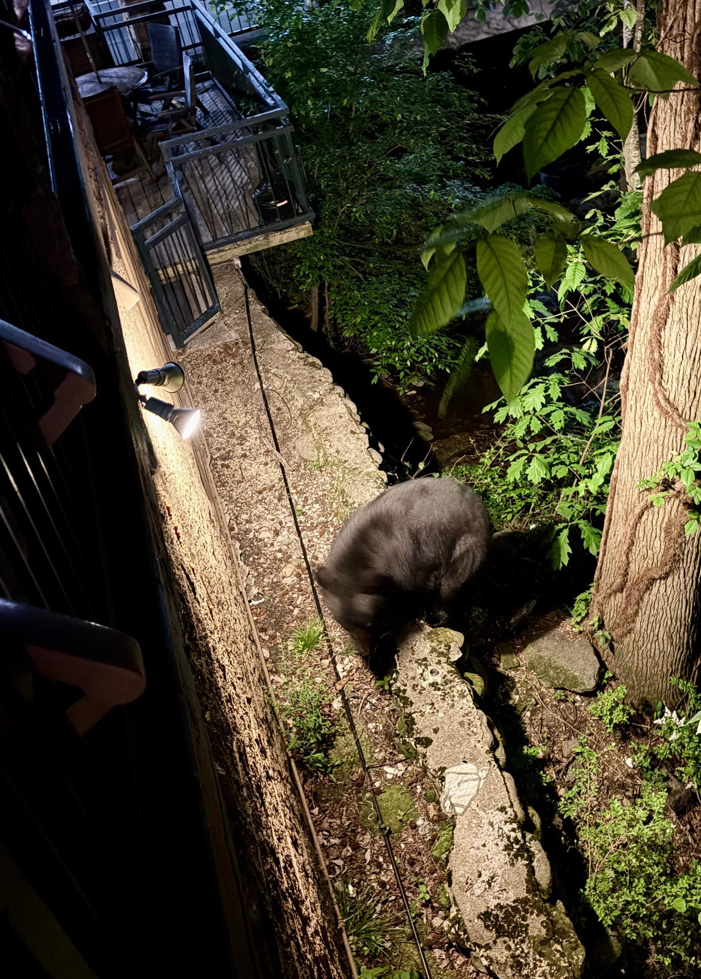 Yeah, that’s a bear directly below our second floor room. 