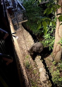 Yeah, that’s a bear directly below our second floor room.