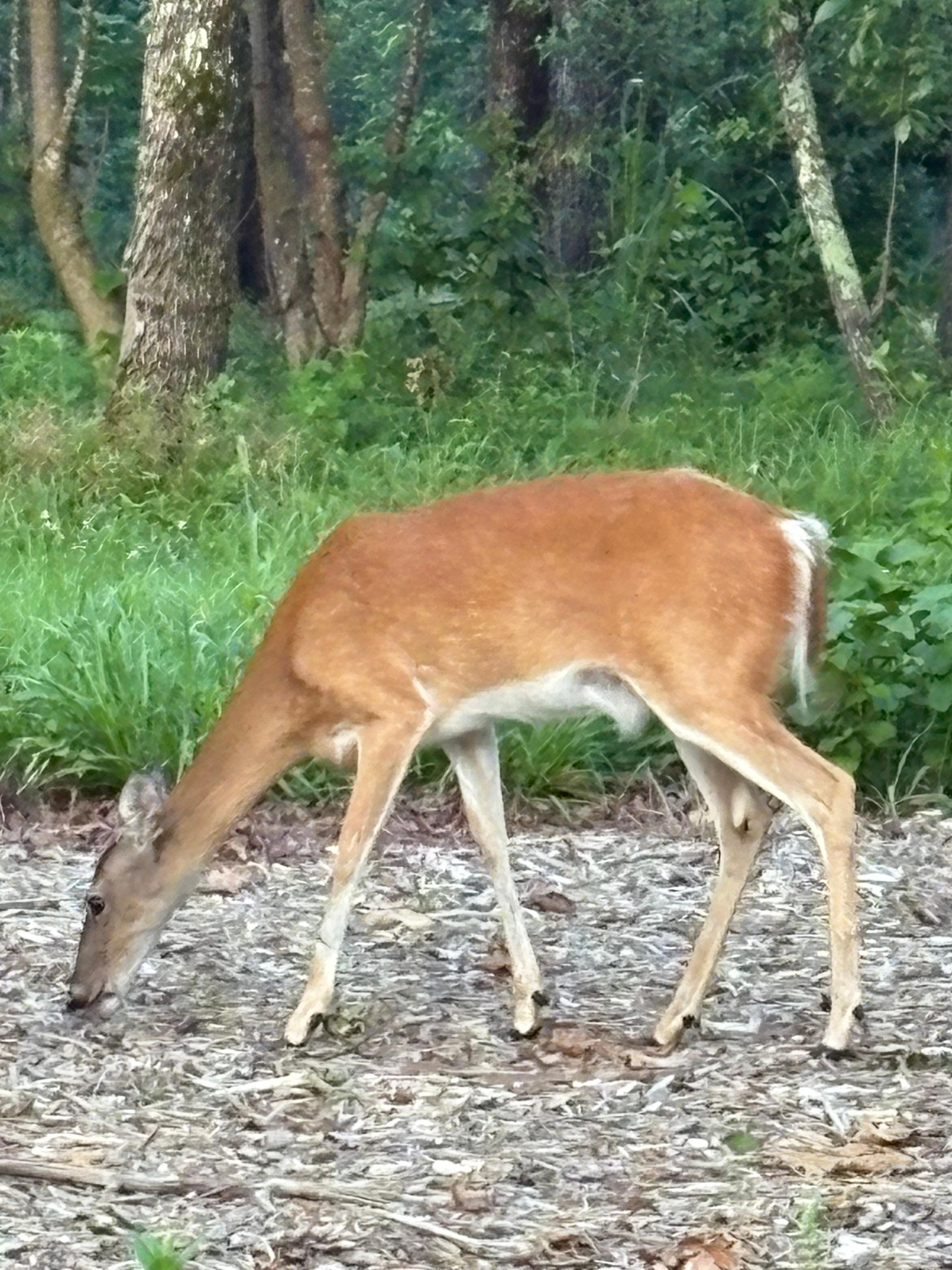 Nature in the morning 