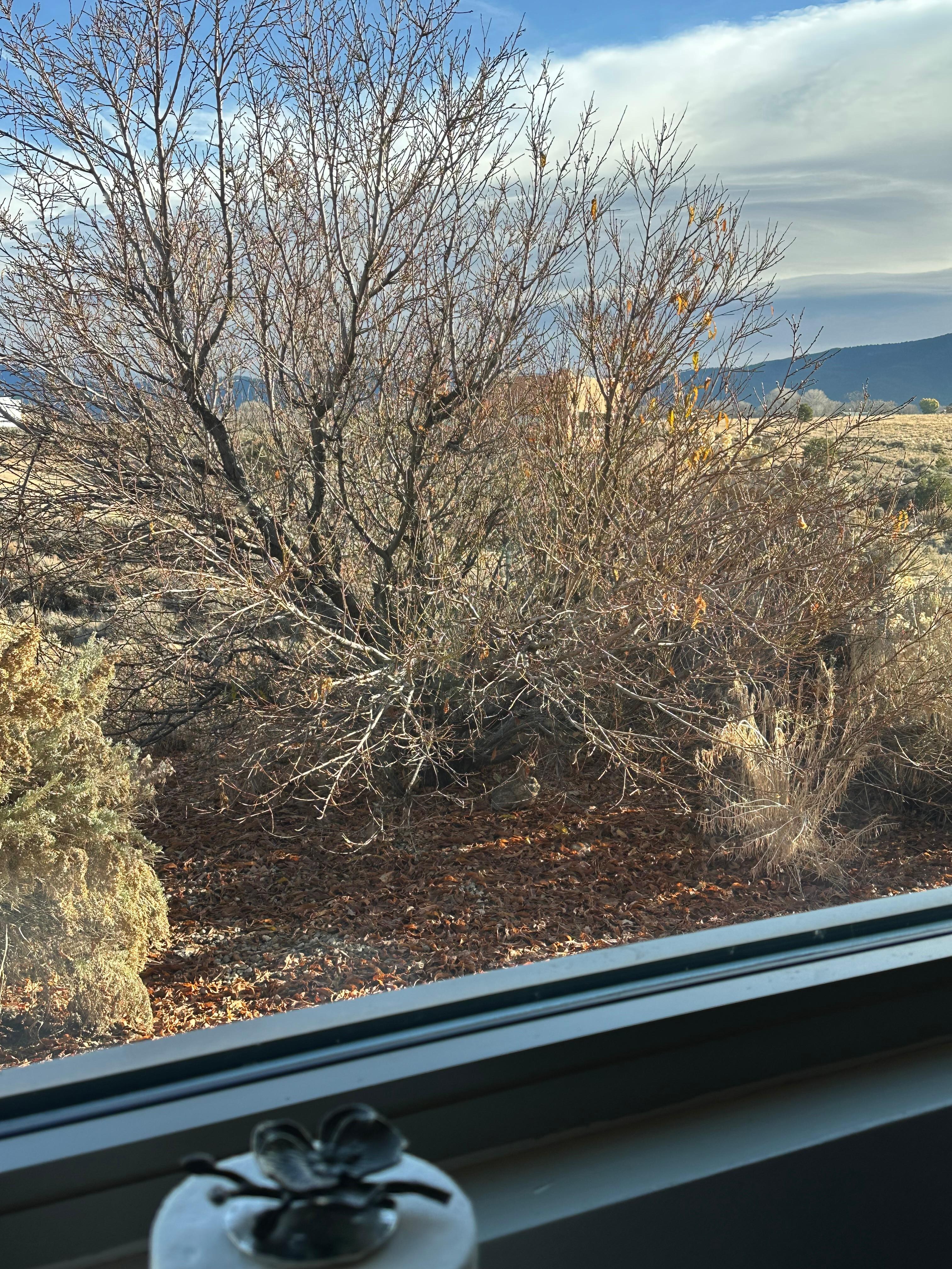 Bunny from the kitchen window 