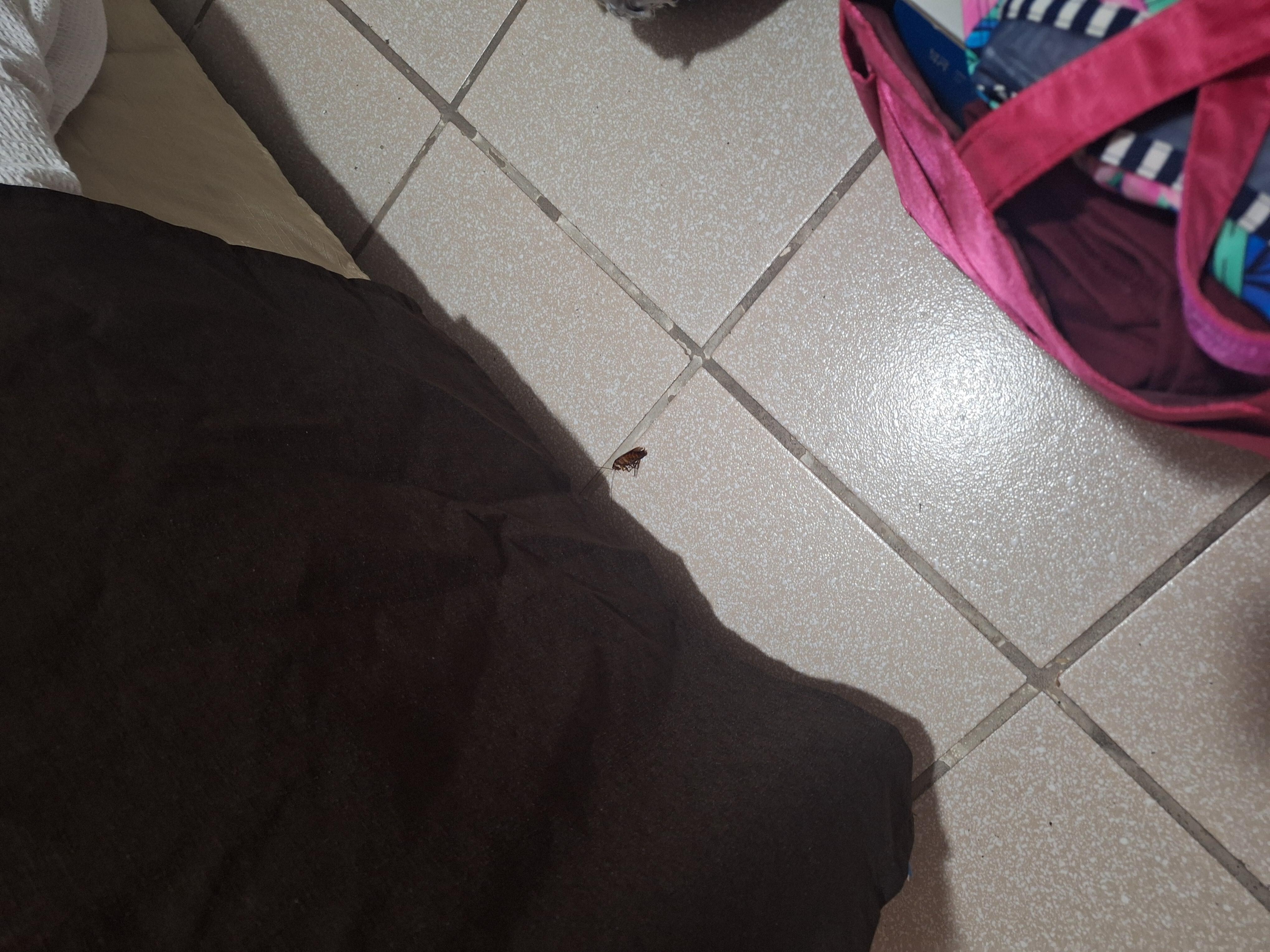 Ahí está la cucaracha que estaba en la recámara