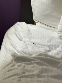 The bug that I found in the bed