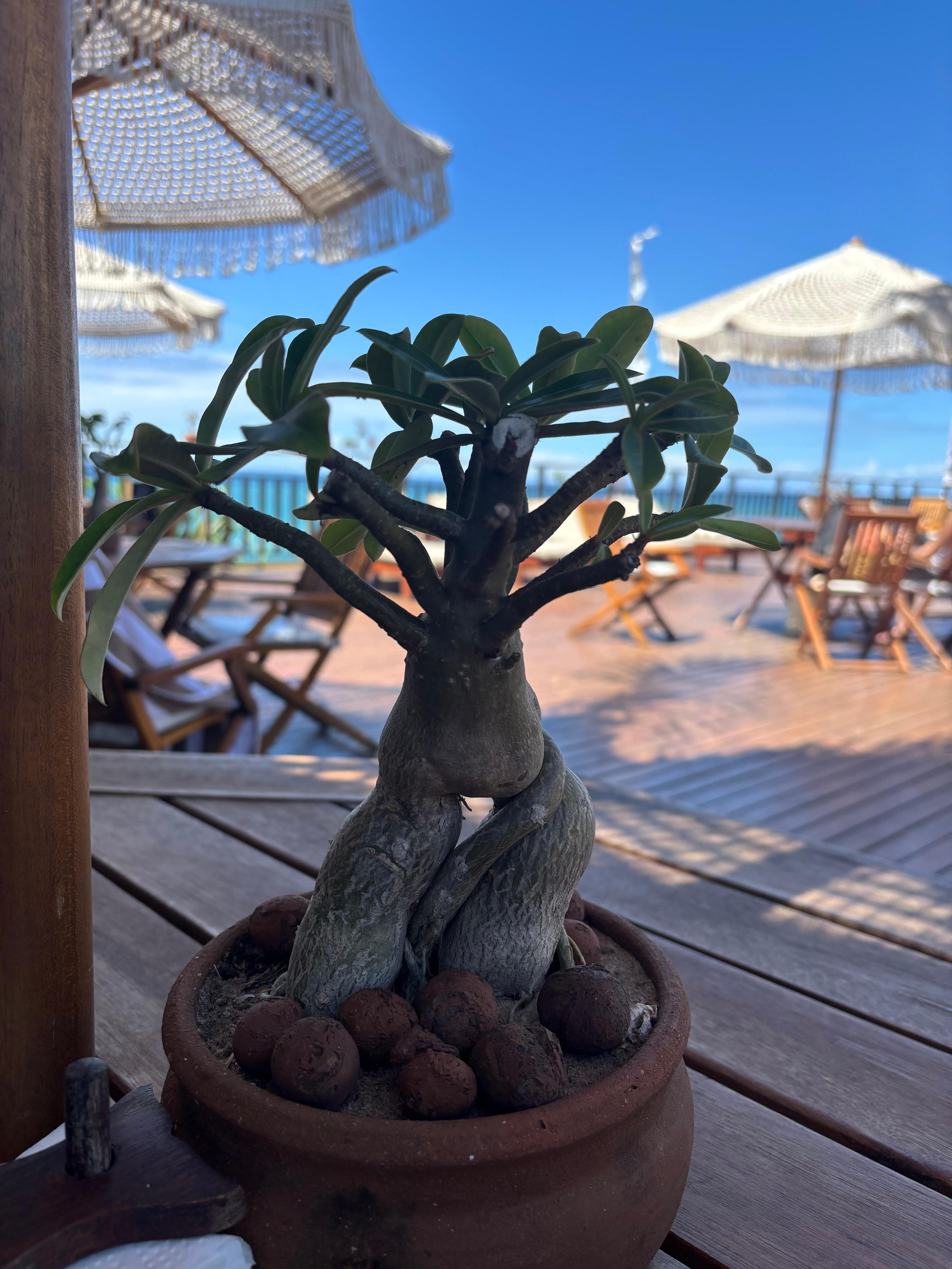 Rosa do deserto em todas as mesas da piscina, essa excepcionalmente sem flores