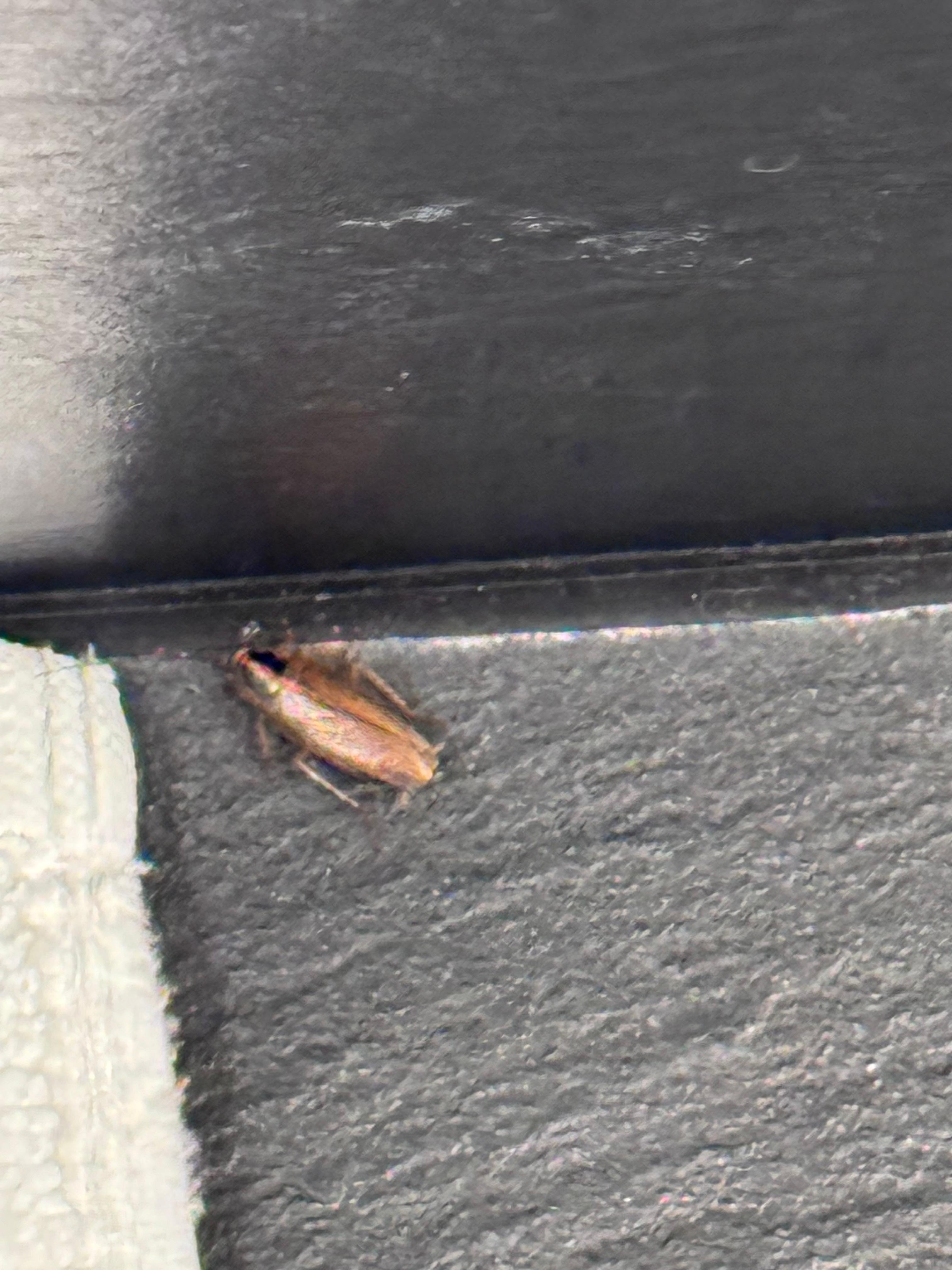 Cockroach in the room