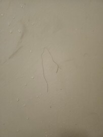 Hair in the shower