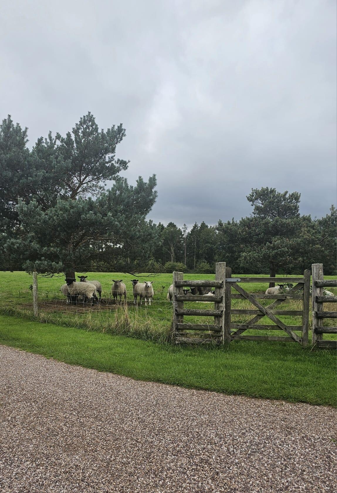Peaceful place.  With sheep on your doorstep. 