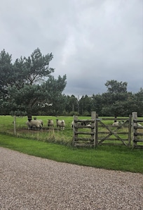 Peaceful place.  With sheep on your doorstep.