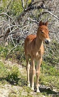 Foal on Shackleford Island visit.