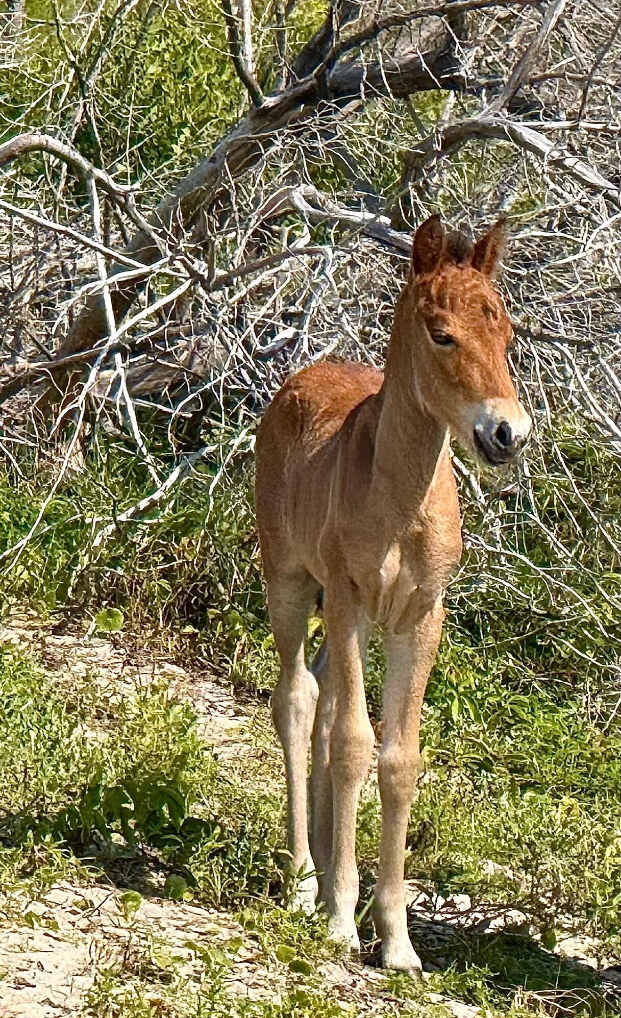 Foal on Shackleford Island visit.