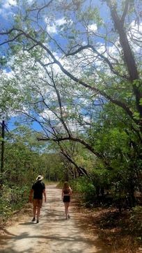 Path through the mangroves