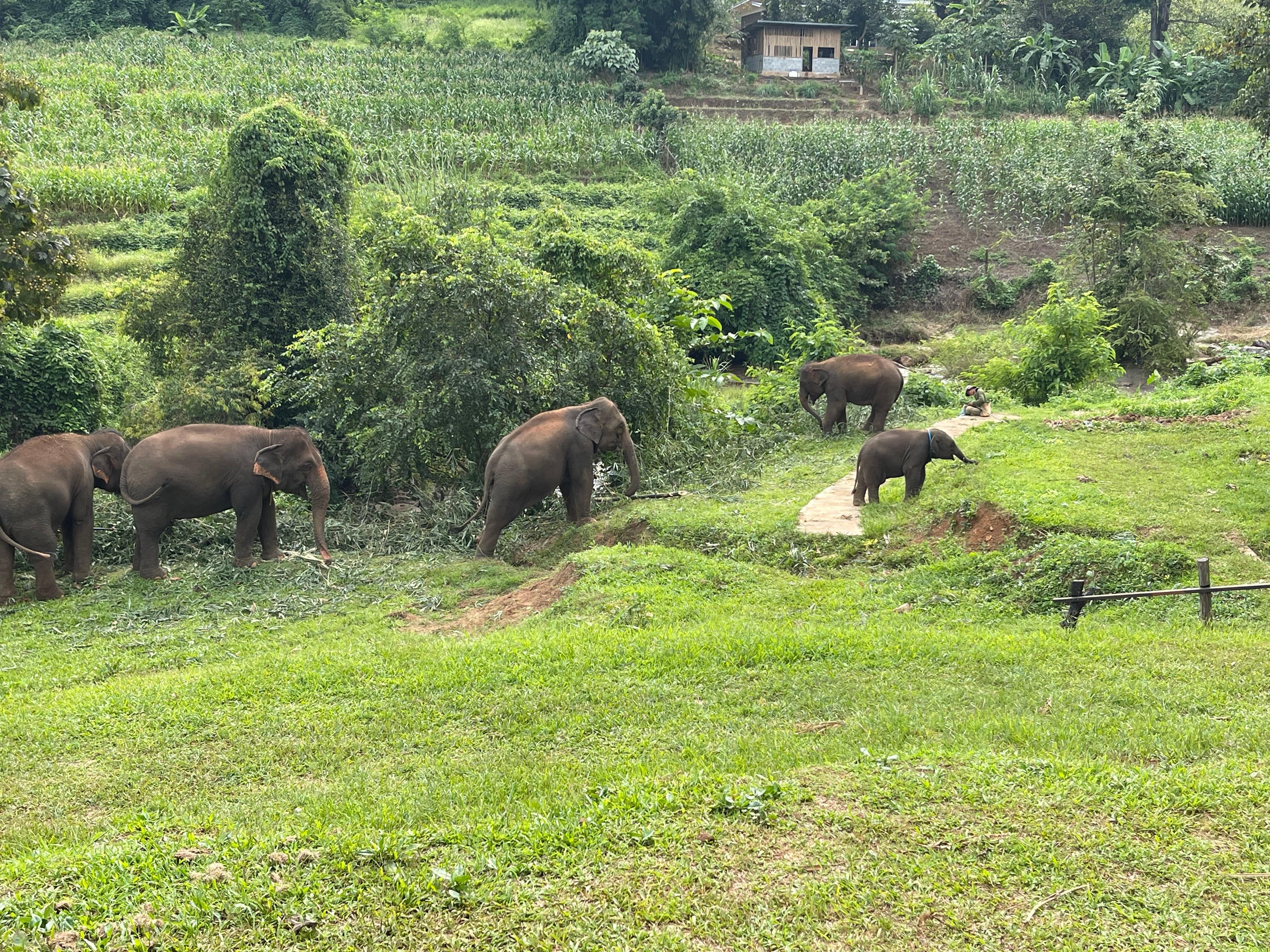 Elephant Jungle Sanctuary