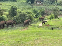 Elephant Jungle Sanctuary
