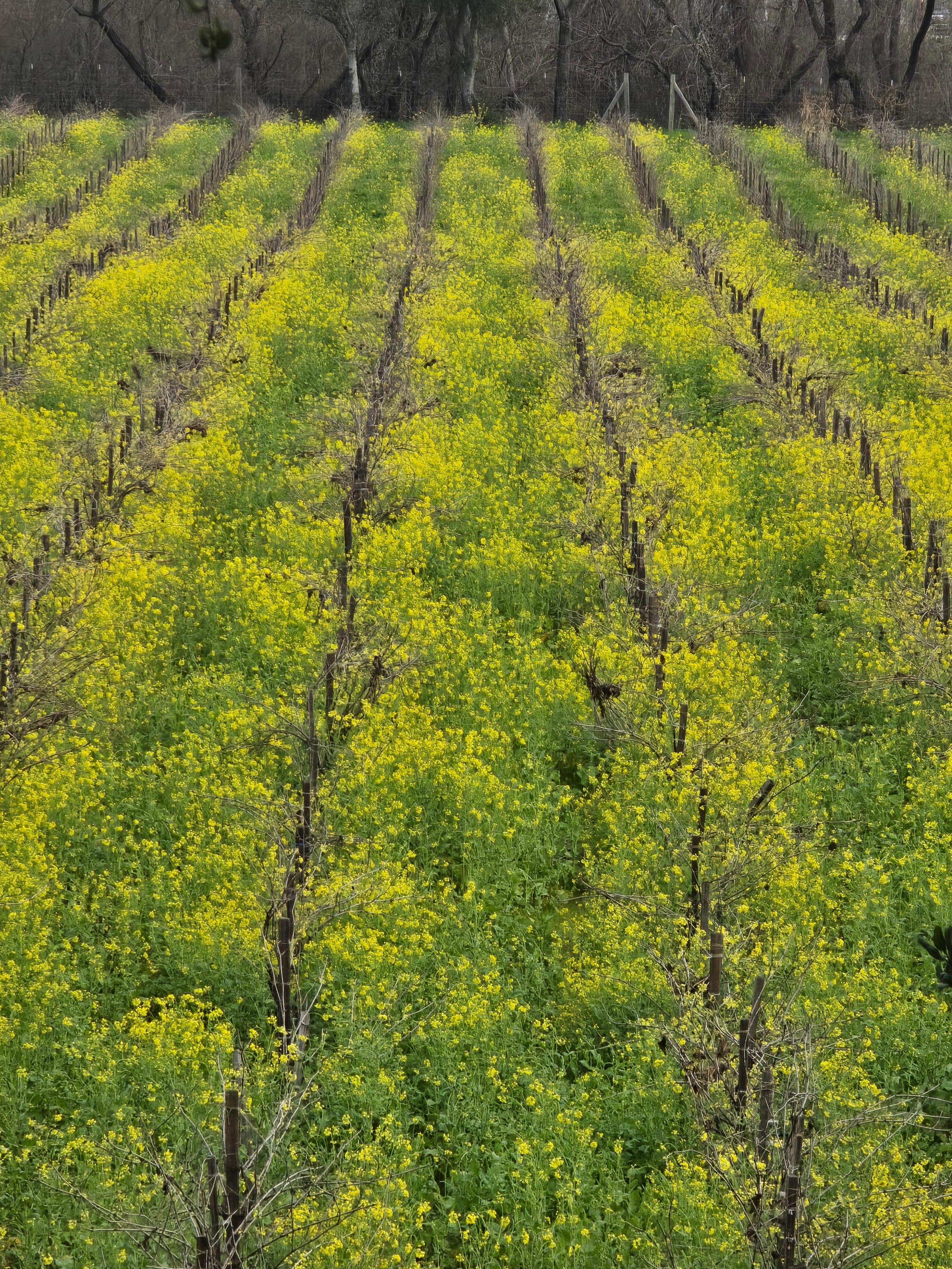 mustard amongst the nearby vineyards