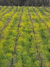 mustard amongst the nearby vineyards