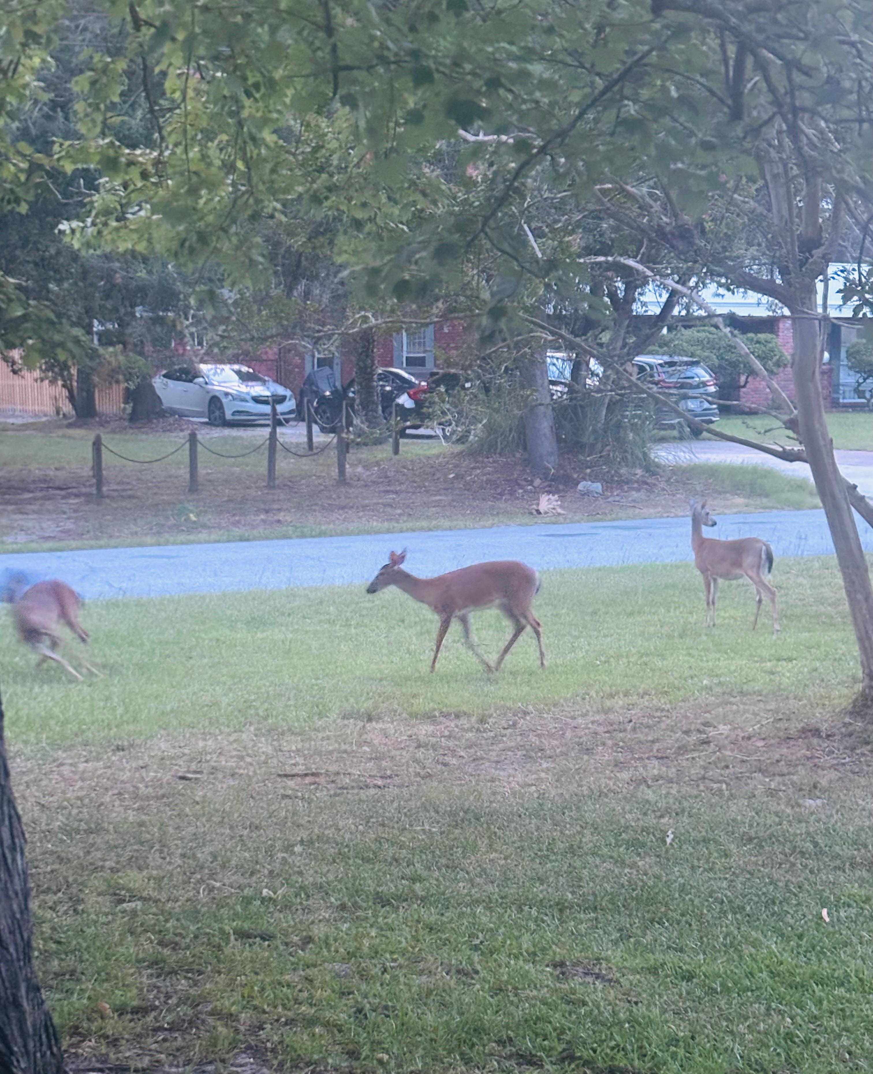 This is yard every night. So peaceful!