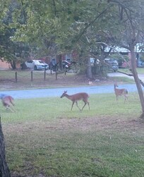 This is yard every night. So peaceful!