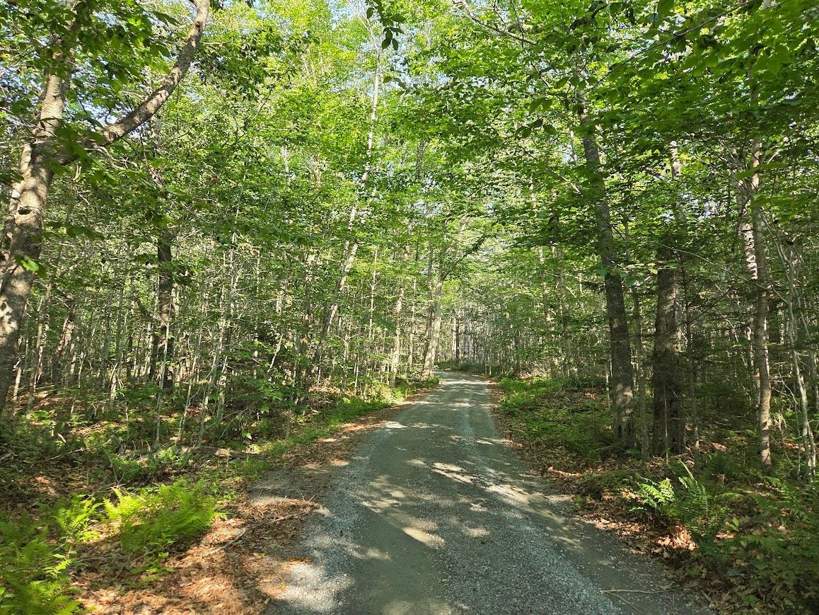 Driveway/path through the forest, leading to the lakefront cottage.