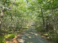 Driveway/path through the forest, leading to the lakefront cottage.
