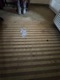 Carpet