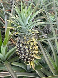 Visited a pineapple farm