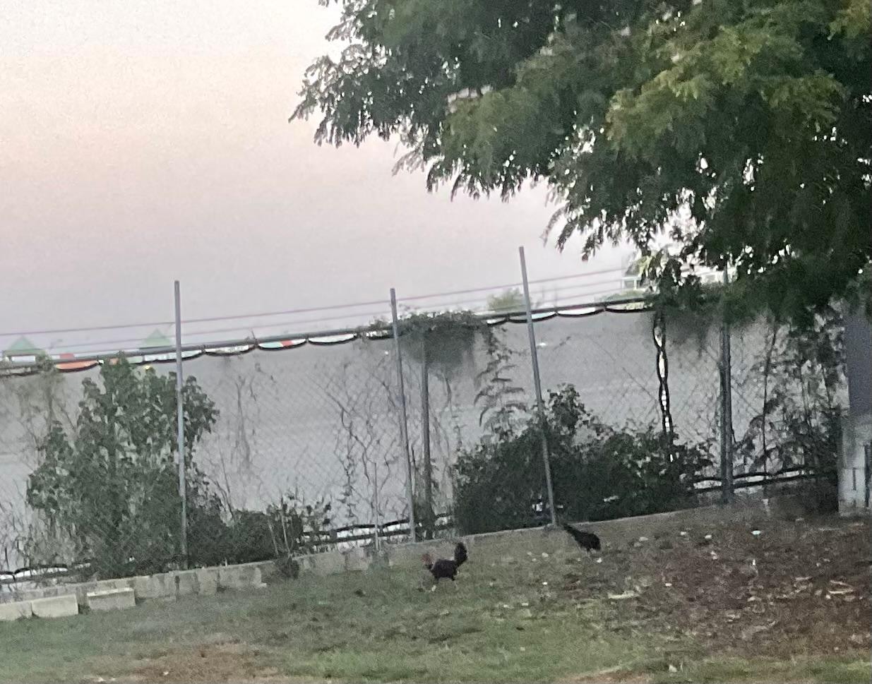 Early morning visit of roosters! Too cute. 