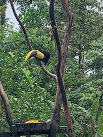 Yellow-throated toucan investigating papaya at feeder.