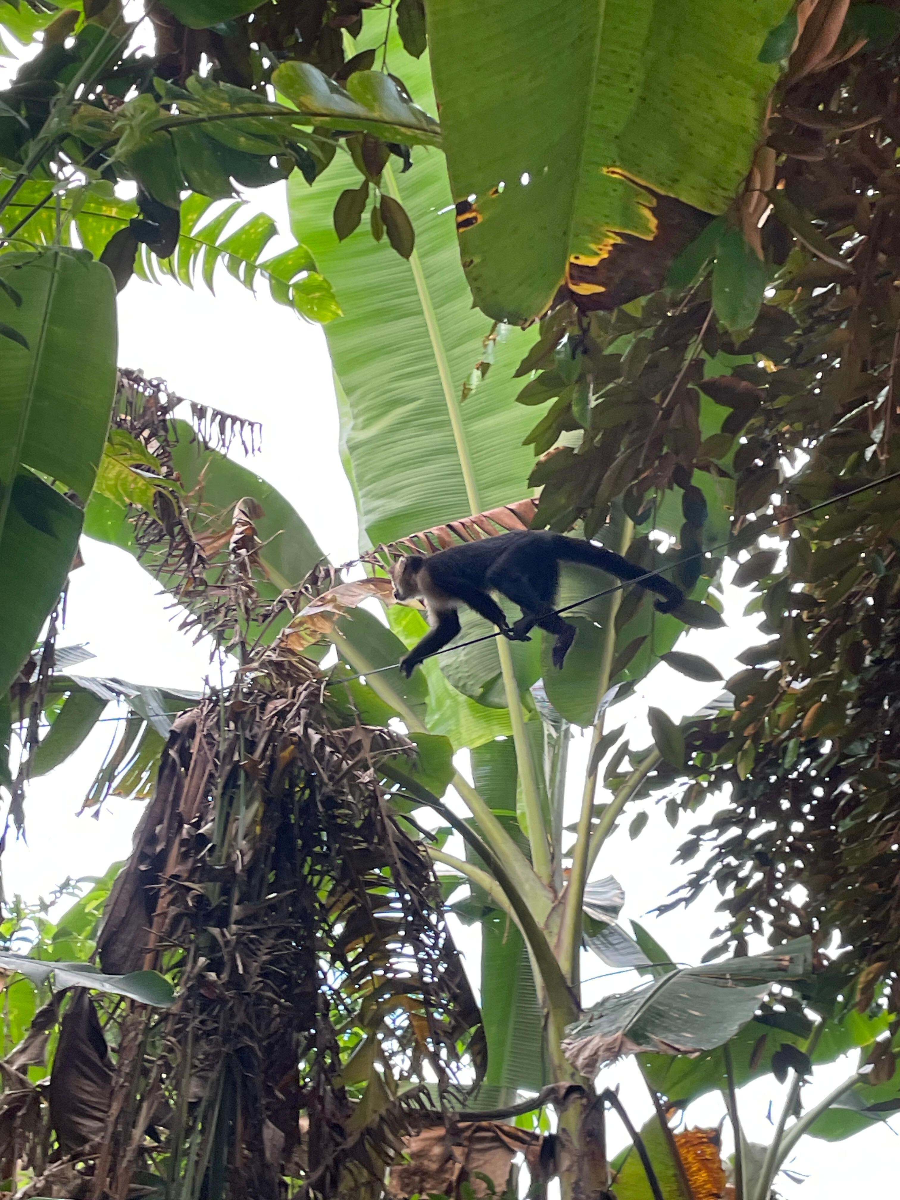 Capuchin monkeys in the garden