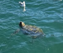 Sea turtle in Argostoli bay
