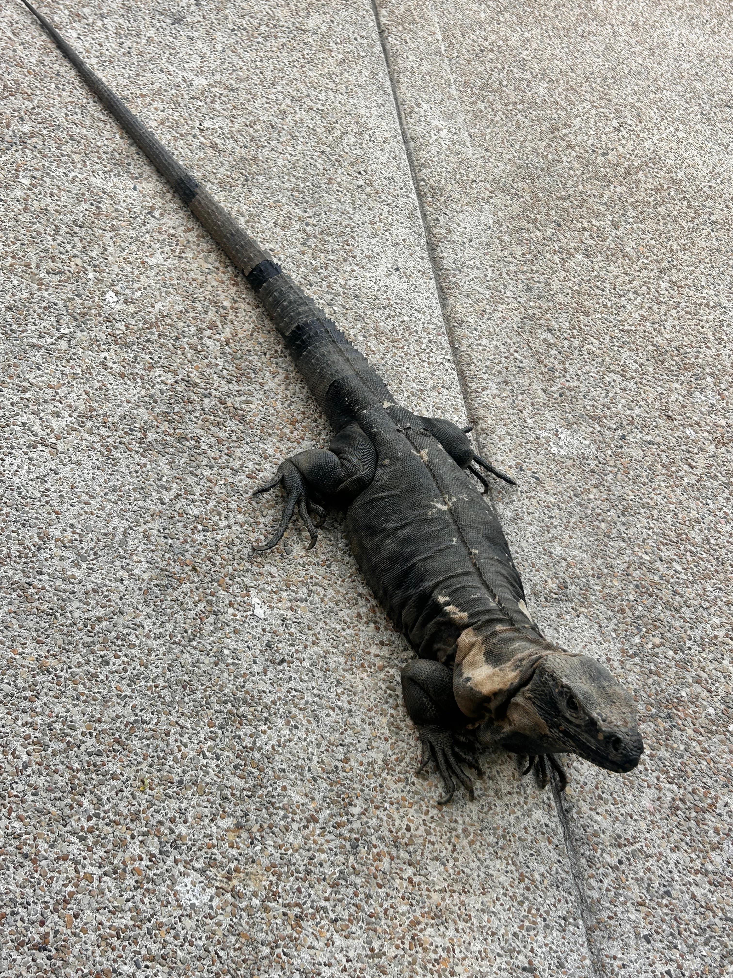 Friendly friend came to visit!