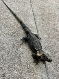 Friendly friend came to visit!