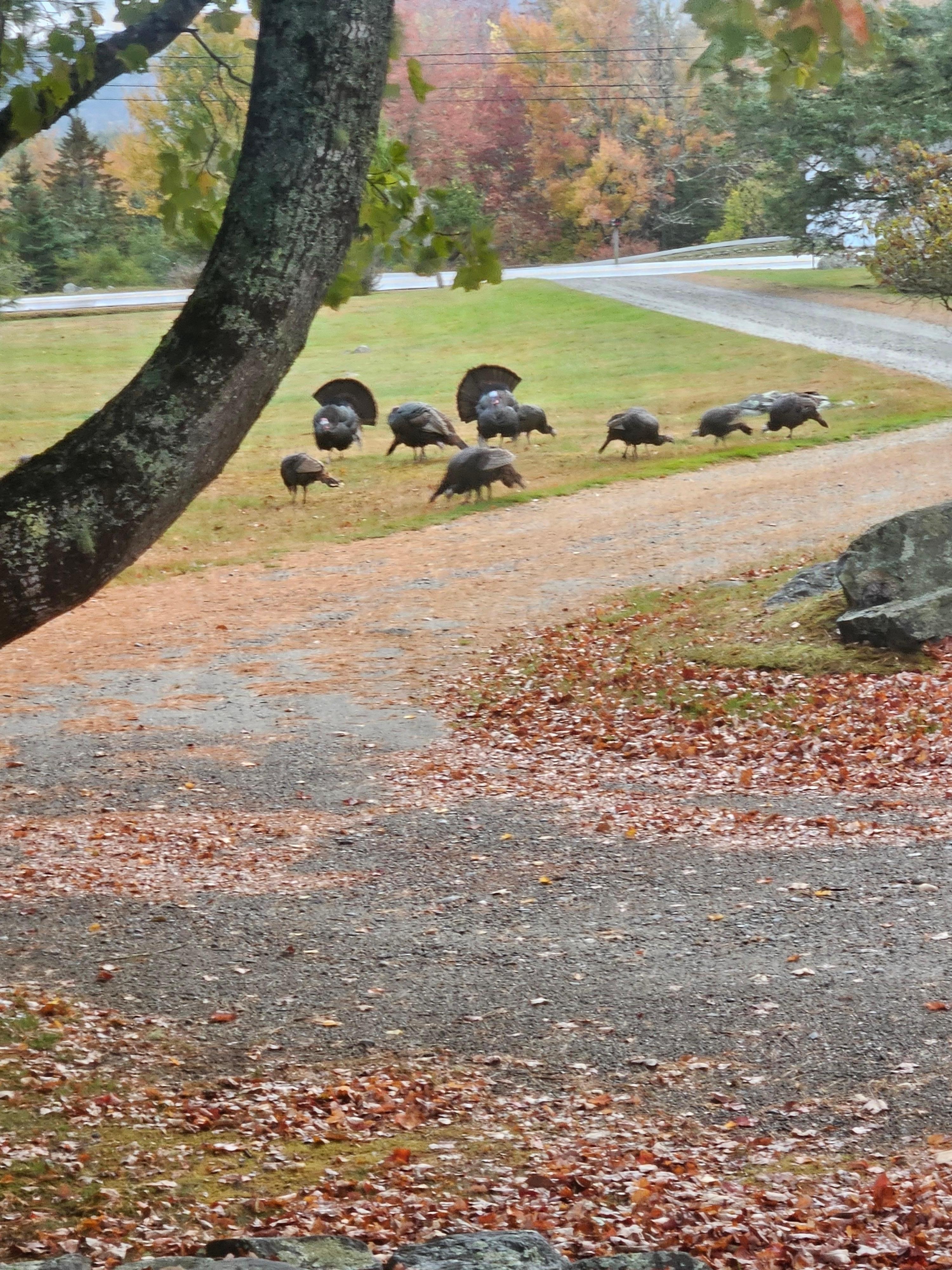 Turkeys in the front yard