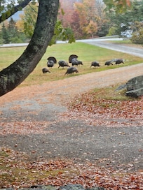 Turkeys in the front yard