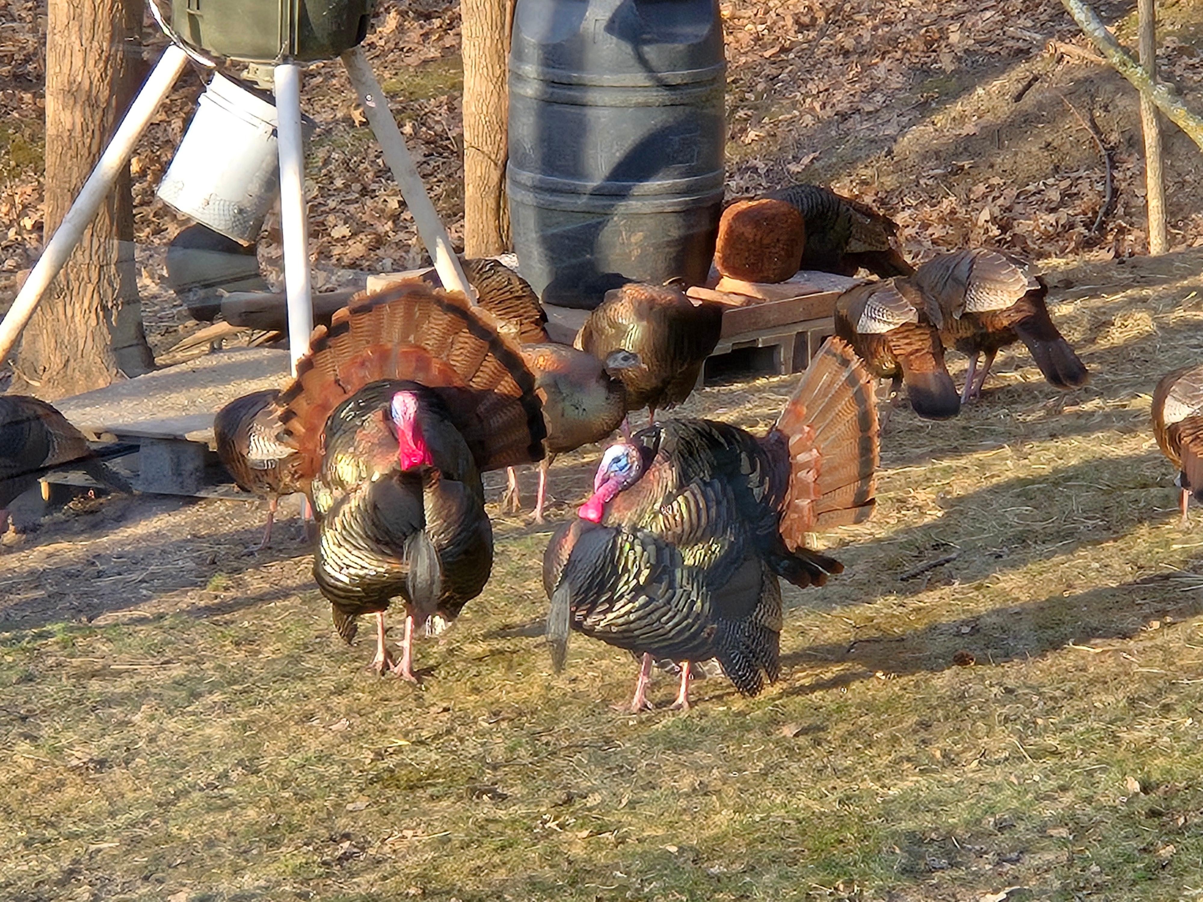 Hosts maintain a feeder for the local turkeys and deer visible from the dining room and lower level windows. 