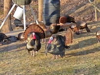 Hosts maintain a feeder for the local turkeys and deer visible from the dining room and lower level windows.