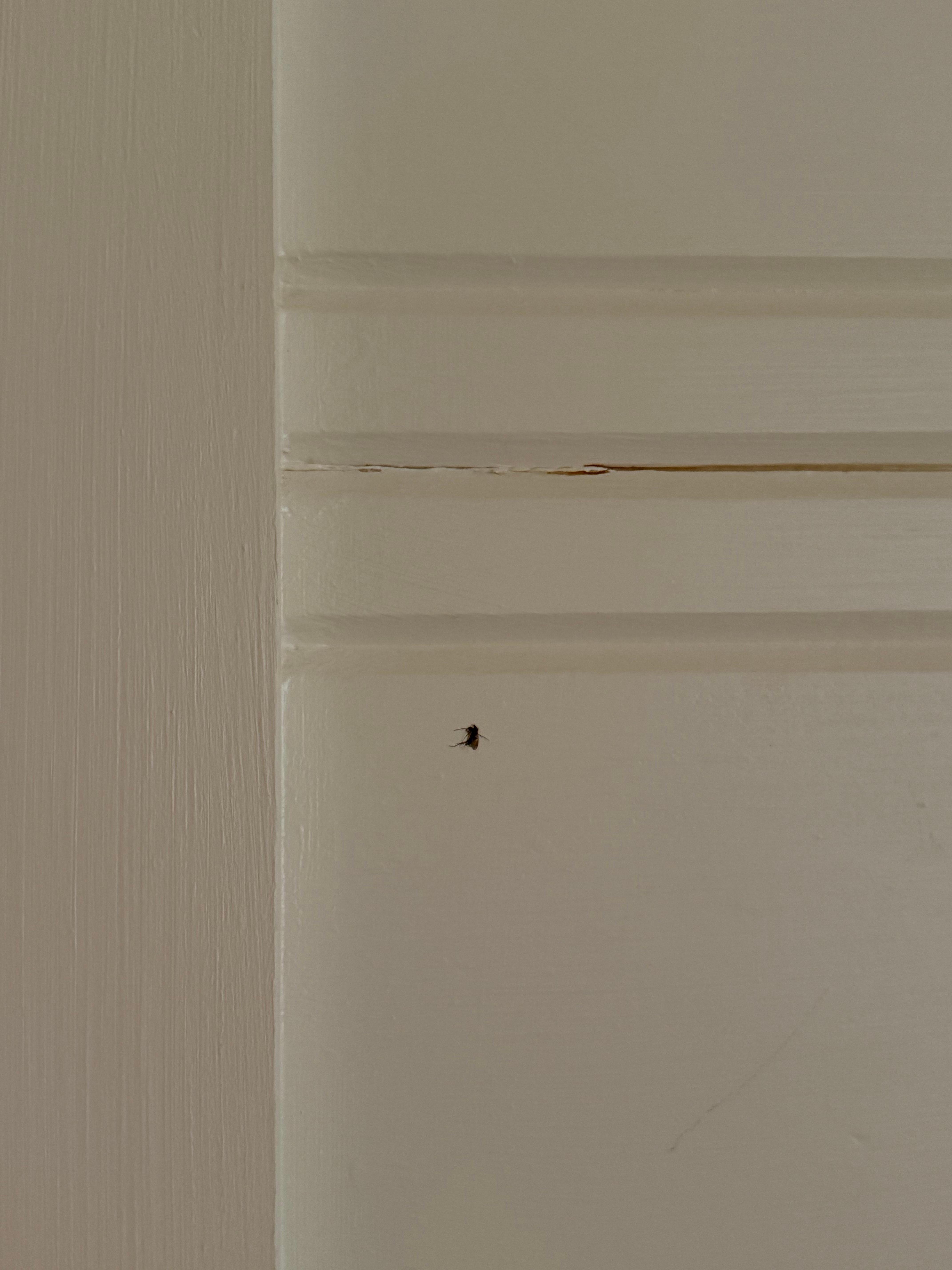 Dead insect killed and left on wall