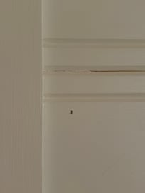 Dead insect killed and left on wall