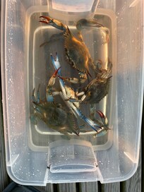 Crabs caught from the pier at Crepe Myrtle