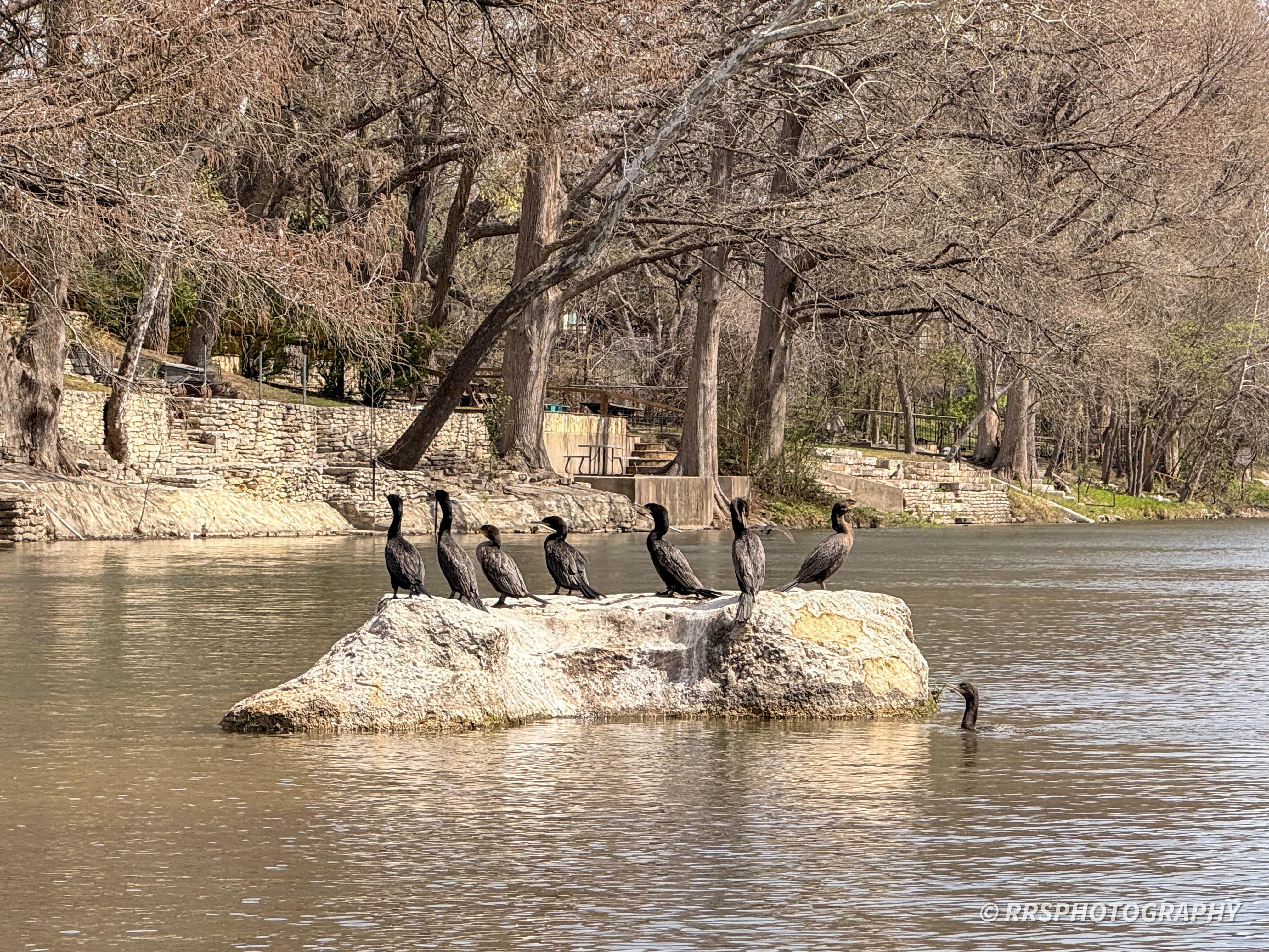Birds relaxing on the dam.
