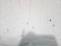 Bed sheet
