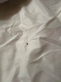 Mouse droppings IN MY BED