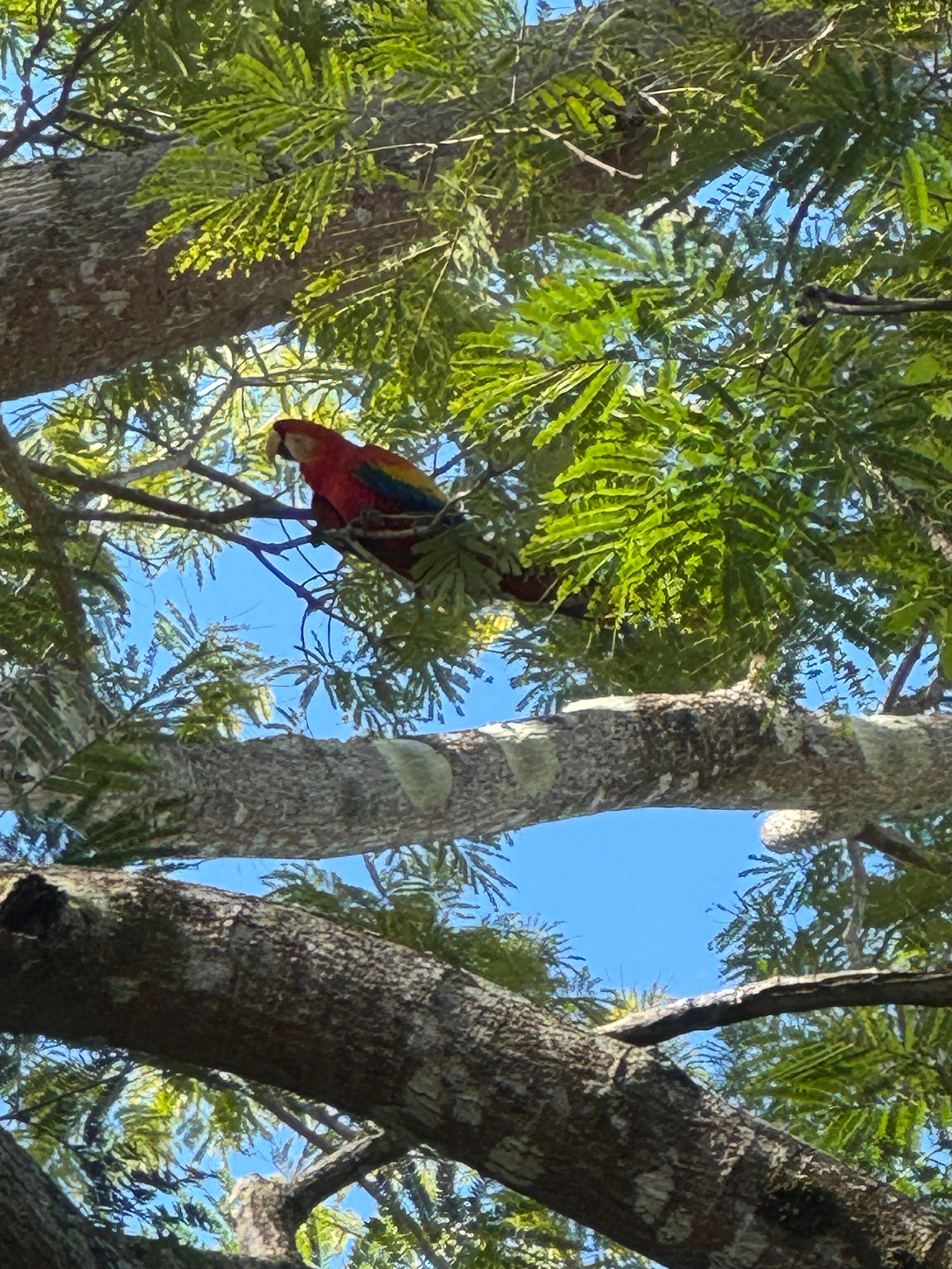 Scarlet macaw