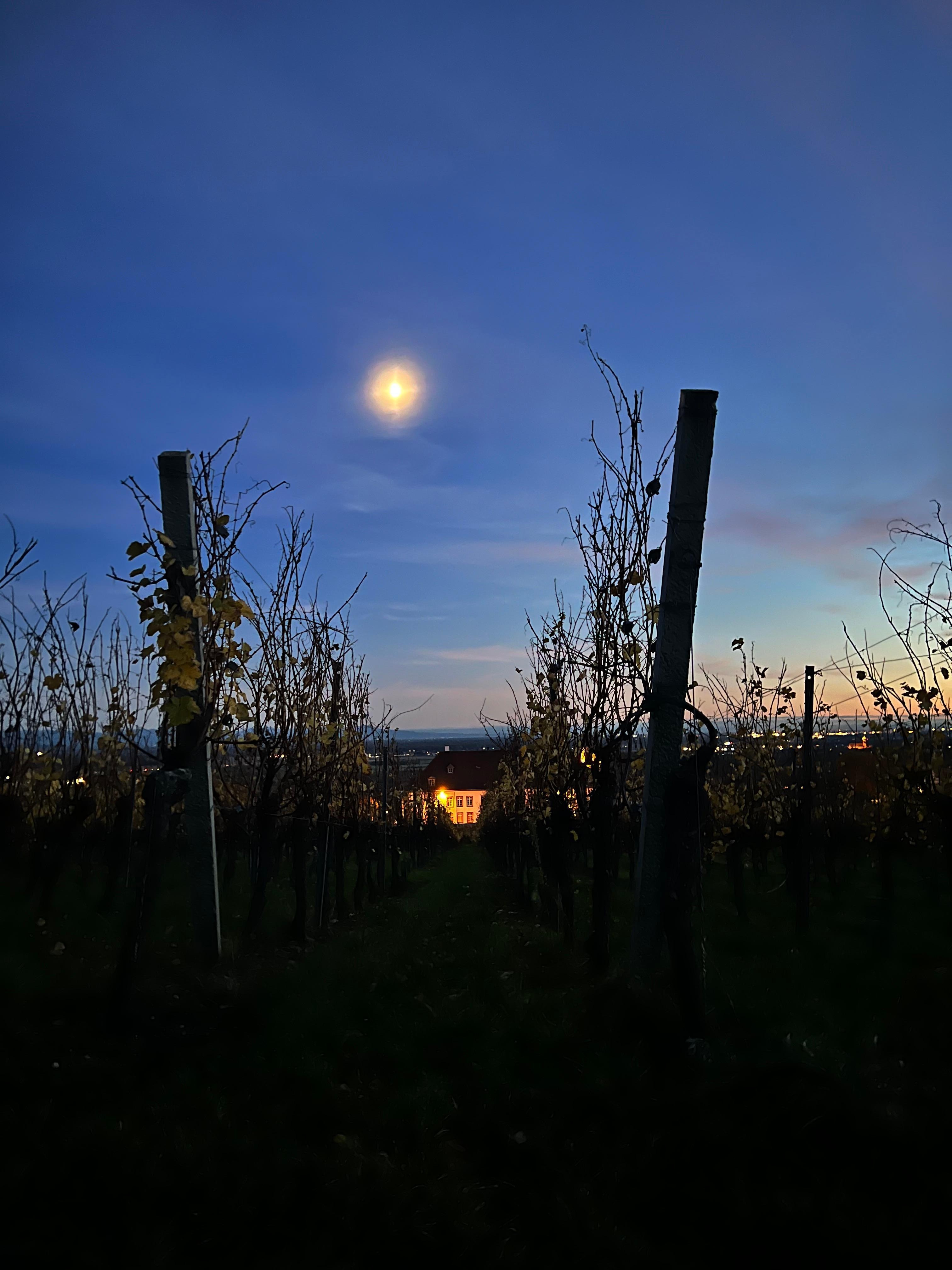 In den Weinbergen abens 