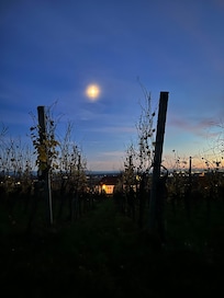 In den Weinbergen abens