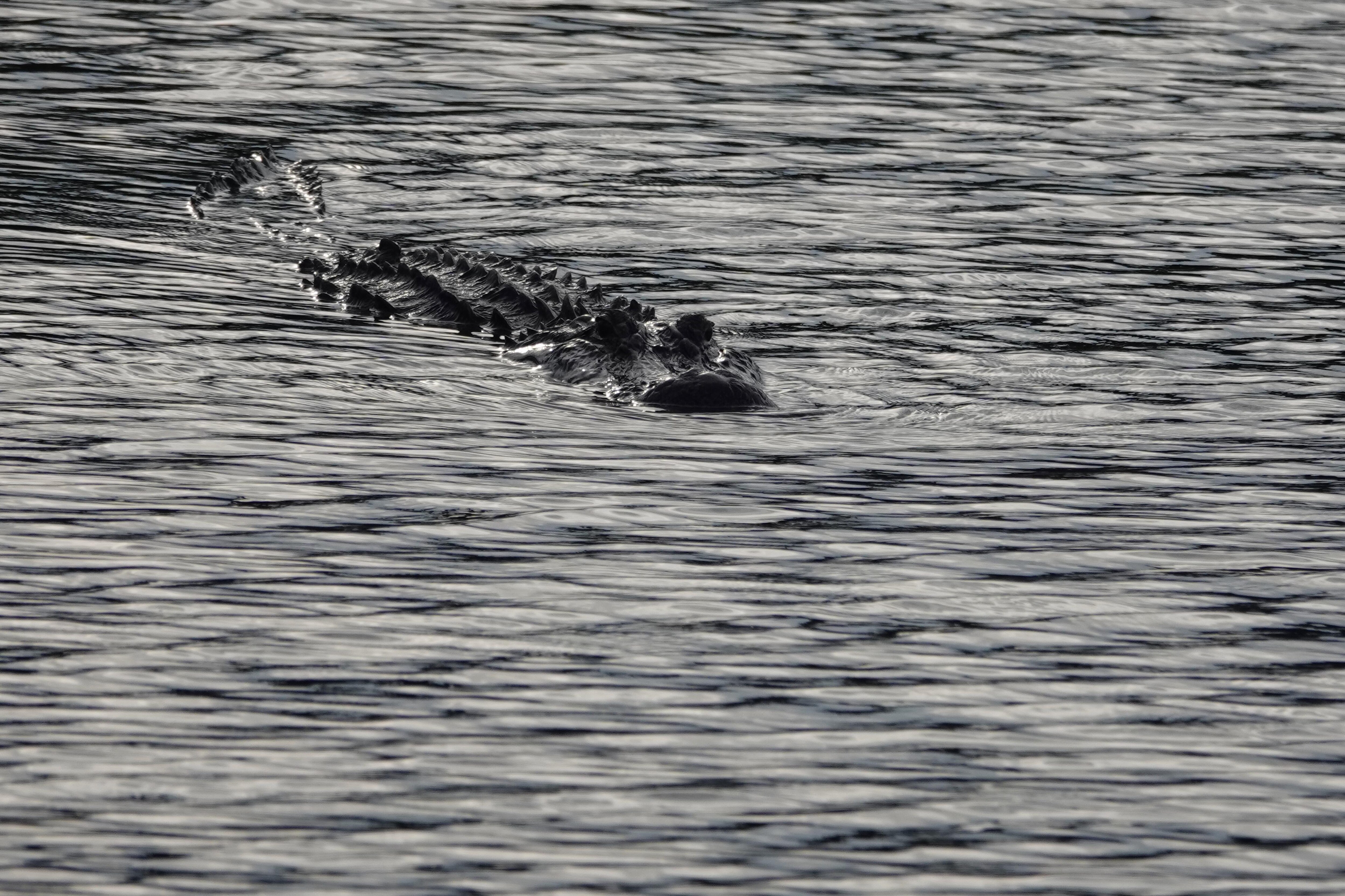 American alligator,Carl Bazemore birding site
