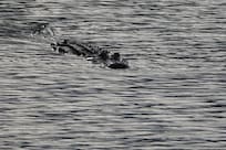 American alligator,Carl Bazemore birding site