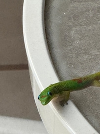 Our friend on the cable, what was the back porch lanai.