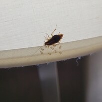mother roach watching hatchlings hatch