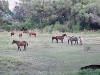 Hourse on property. Can go horseback riding.